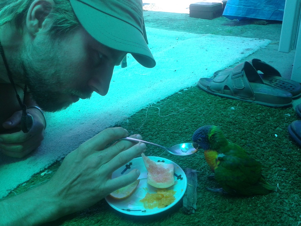 Feeding a parrot that had fallen out of the nest